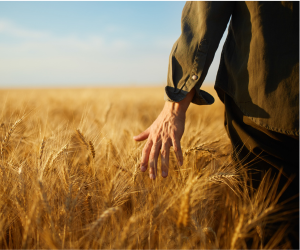 hombre paseando por un campo de trigo