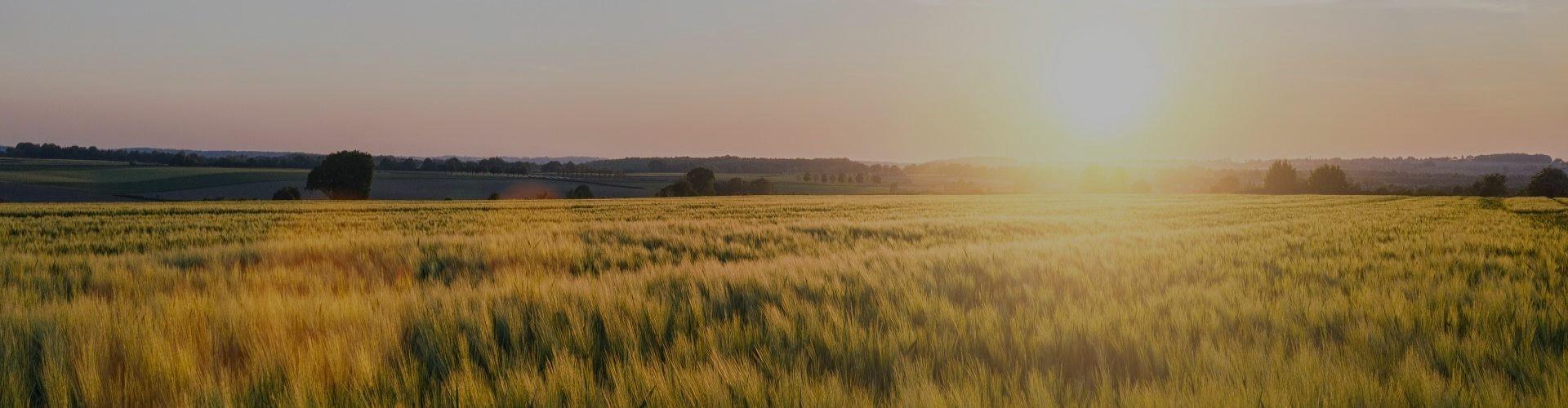 campo de trigo al atardecer