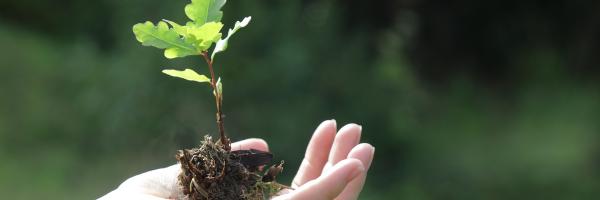 Principales Incidencias Adversas (PIAs)